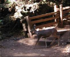 Deer.jpg 10.6K