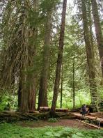 tall_trees.jpg 10.3K